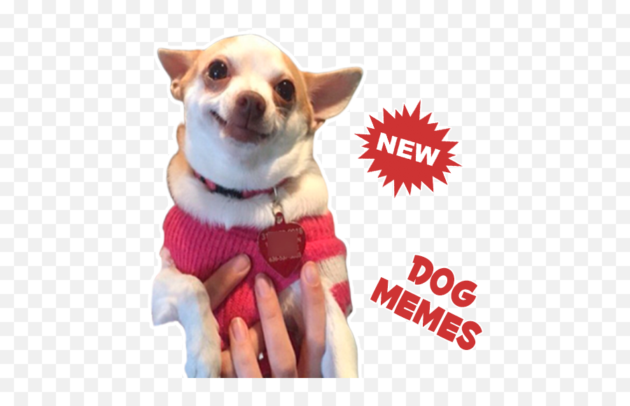 Wastickerapps Animated Super Revenue App Download - Meme Perro Chihuahua Sonriendo Emoji,Chihuahua Emoji
