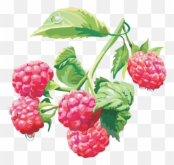 4570book - Raspberry Bush Transparent Background Emoji,Raspberries Emoticon