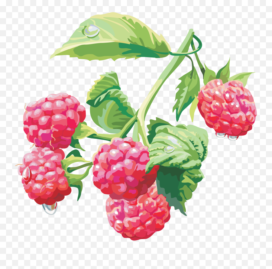 4570book - Raspberry Bush Transparent Background Emoji,Raspberries Emoticon