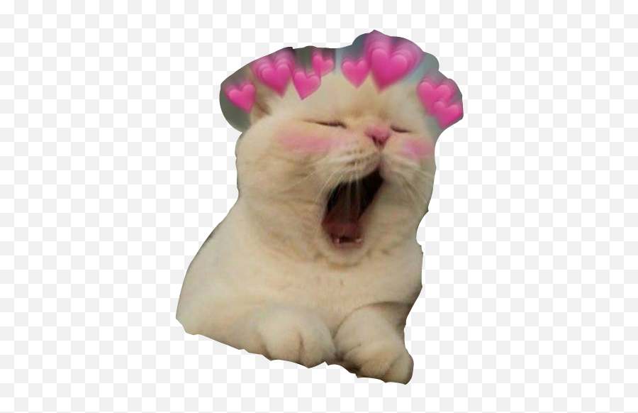 Cat Kitty Meme Crown Heart Cute - Good Night Everyone Memes Emoji,Cat Heart Emoji Meme