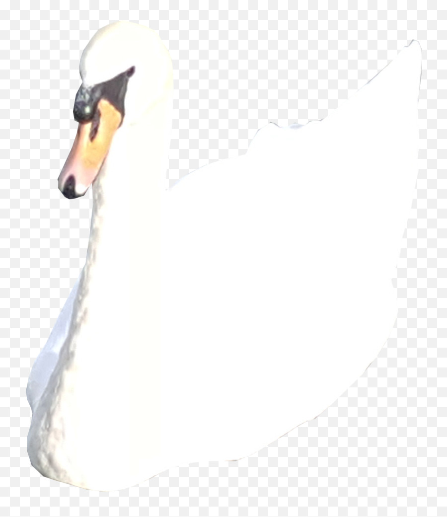 8143 Kbytes V75 White Swan 1366x768 S Display - Tundra Swan Emoji,Swan Emoji