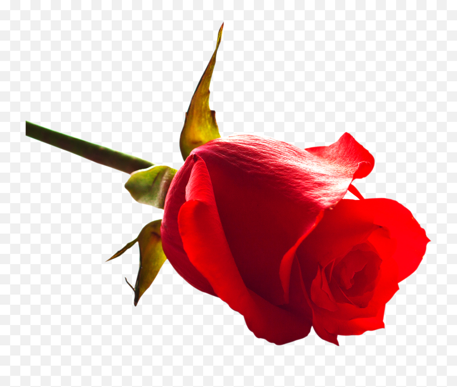 Images Rose Free Download - Rose Image Png Download Emoji,Rose Emoticons