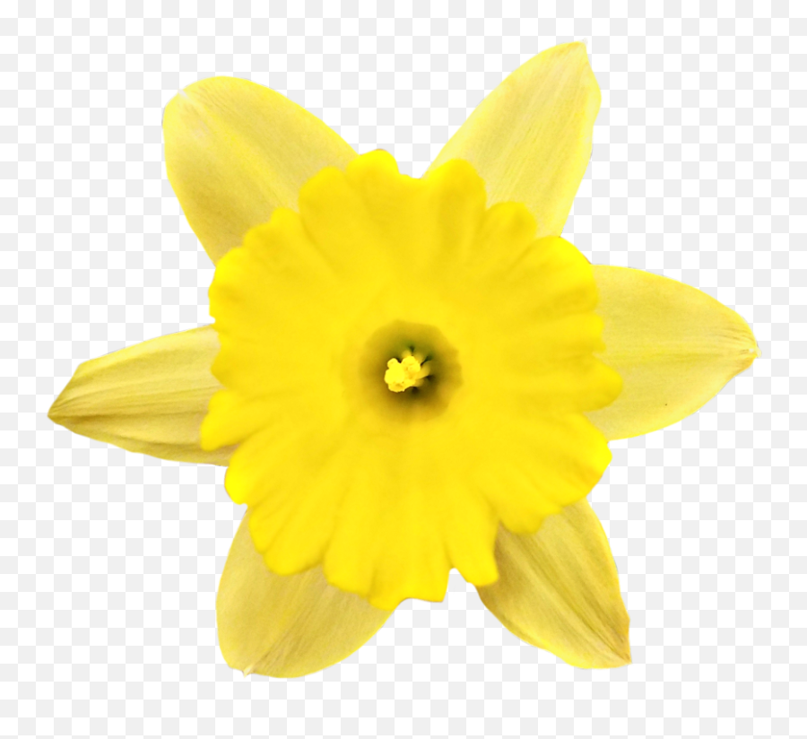 Springflower Daffodil Spring Flower Yellow Blossom Myph - Narcissus ...