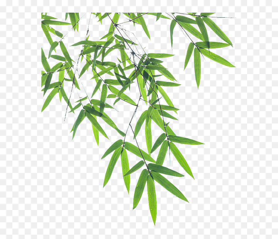 Bamboo Leaf Euclidean Vector - Bamboo Pictures Png Download Png Emoji,Bamboo Emoji