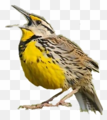 Meadowlark Lark Bird - Eastern Meadowlark Male And Female Emoji,Oriole Emoji