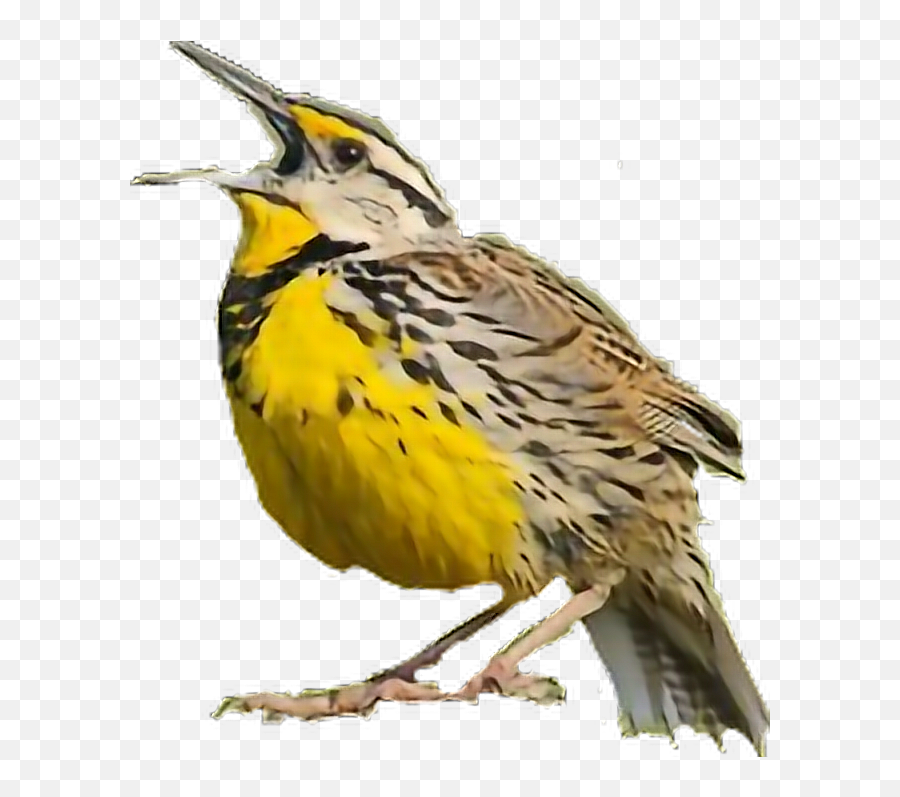 Meadowlark Lark Bird - Eastern Meadowlark Male And Female Emoji,Oriole Emoji