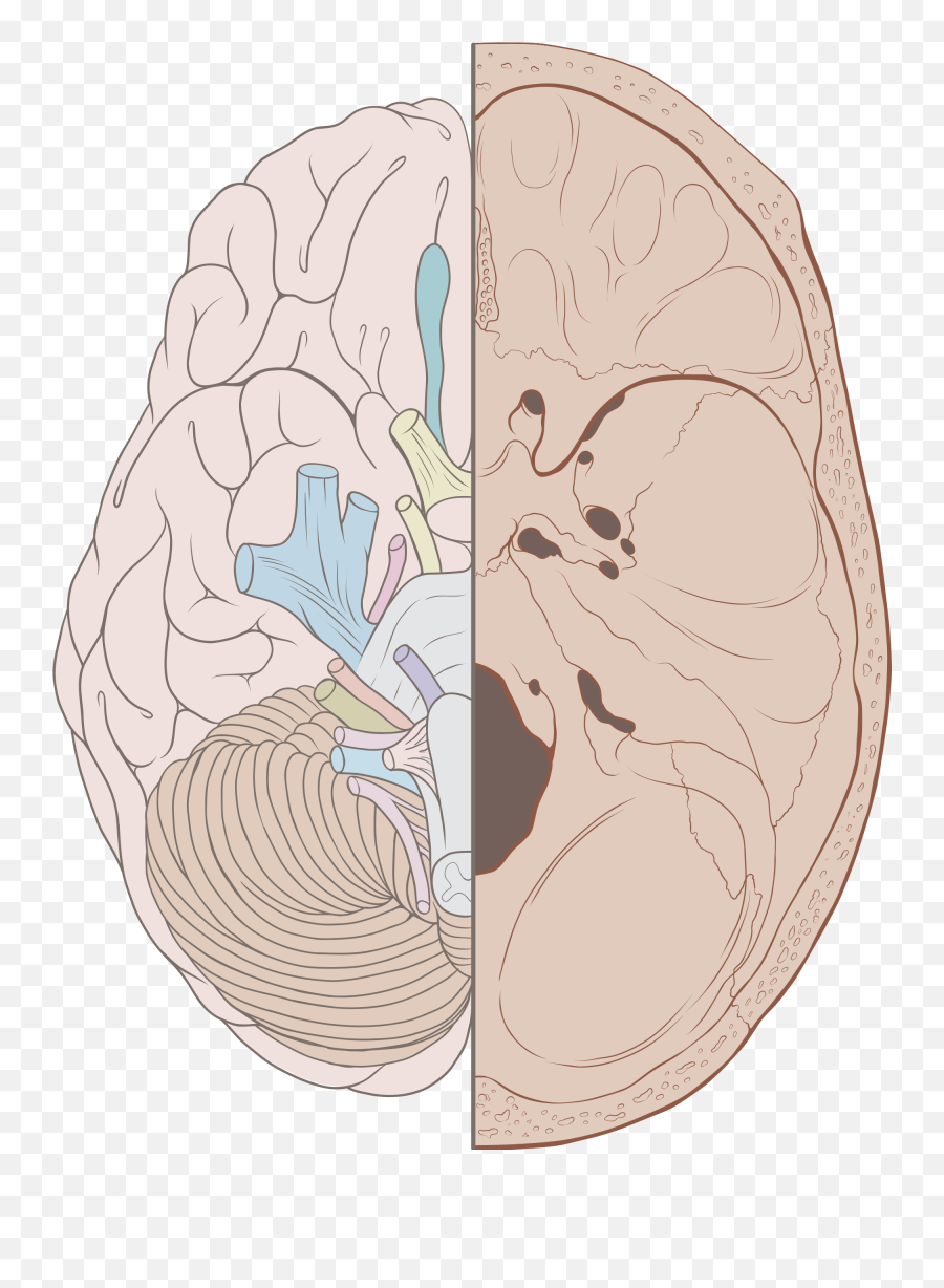 Cranial Nerves - Cranial Nerves On Brain And Skull Emoji,Shoulder Shrug Emoticon