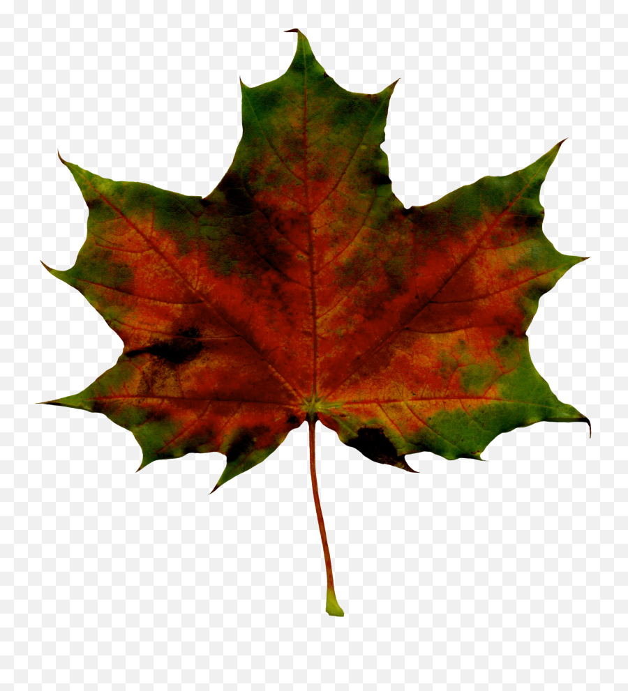 Fall Image Free Download Best On Clipartmag - Maple Leaf Clip Art Emoji,Autumn Leaf Emoji