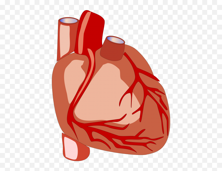 Human Heart Vector File Transparent Background Images Free - Human Heart Clip Art Emoji,Heart Emoji Vector
