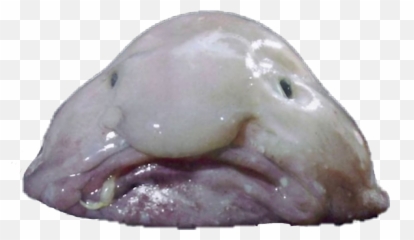 Fish Sticker - Shapeless Animal Emoji,Blobfish Emoji