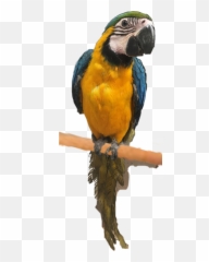 Papagaai Bird Vogel Pet Dier - Macaw Emoji,Oriole Emoji