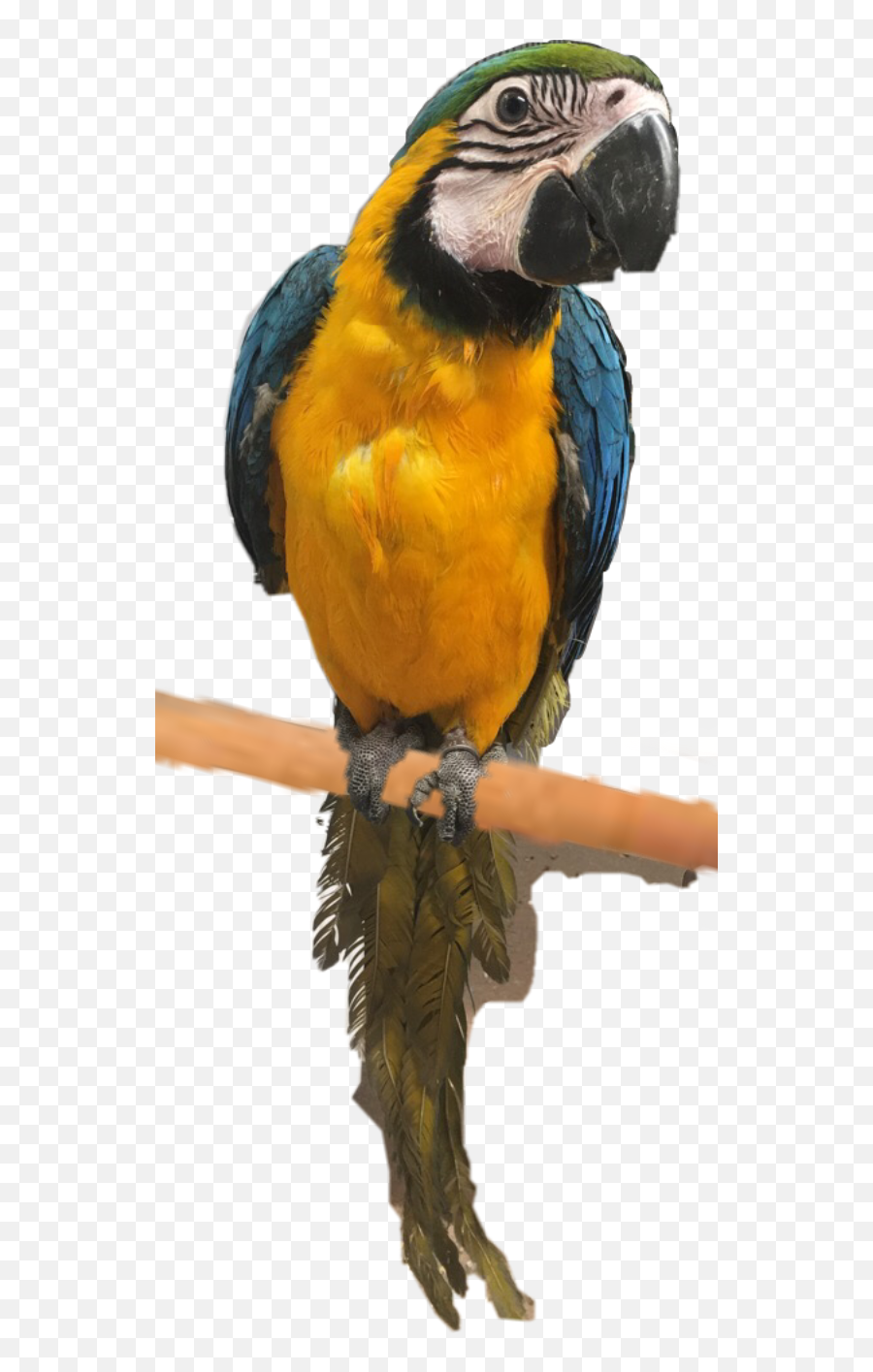 Papagaai Bird Vogel Pet Dier - Macaw Emoji,Oriole Emoji