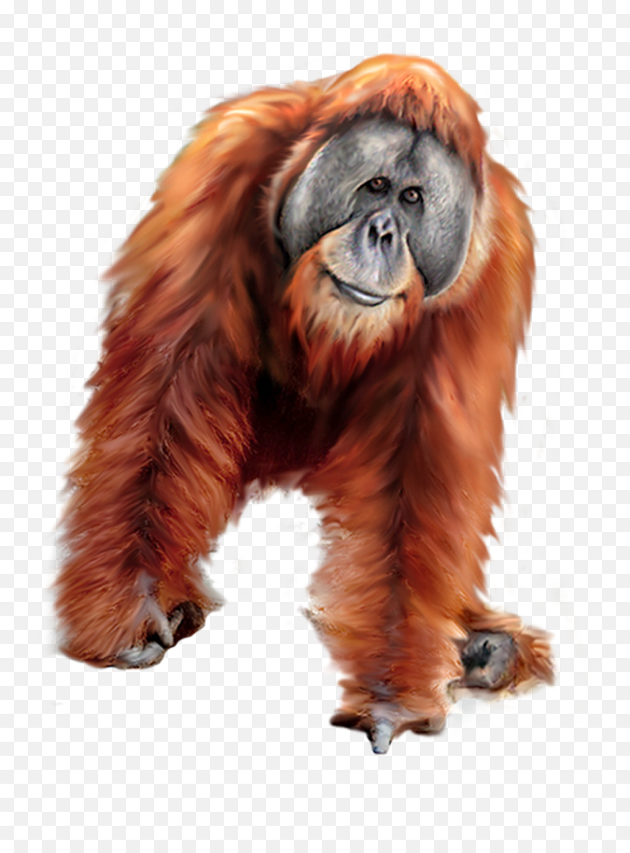 Fingerprint Orangutan Transparent Png - Orangutan Clipart Emoji,Orangutan Emoji