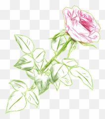 Rose Drawing Color Png Picture Image U2013 Clipartlycom - Flowers Drawing Color Transparent Emoji,Roses Emoticon