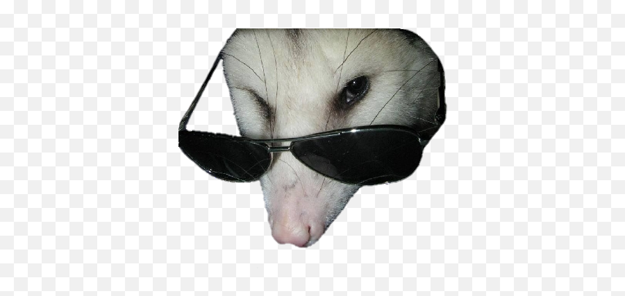 Opposum - Opossum Emoji,Possum Emoji