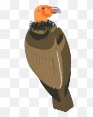 Vulture Png Svg Clip Art For Web - California Condor Emoji,Vulture Emoji