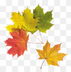 Autumn Png Leaf Icon Favicon - Hq Png Leaves Emoji,Leaf Pig Emoji