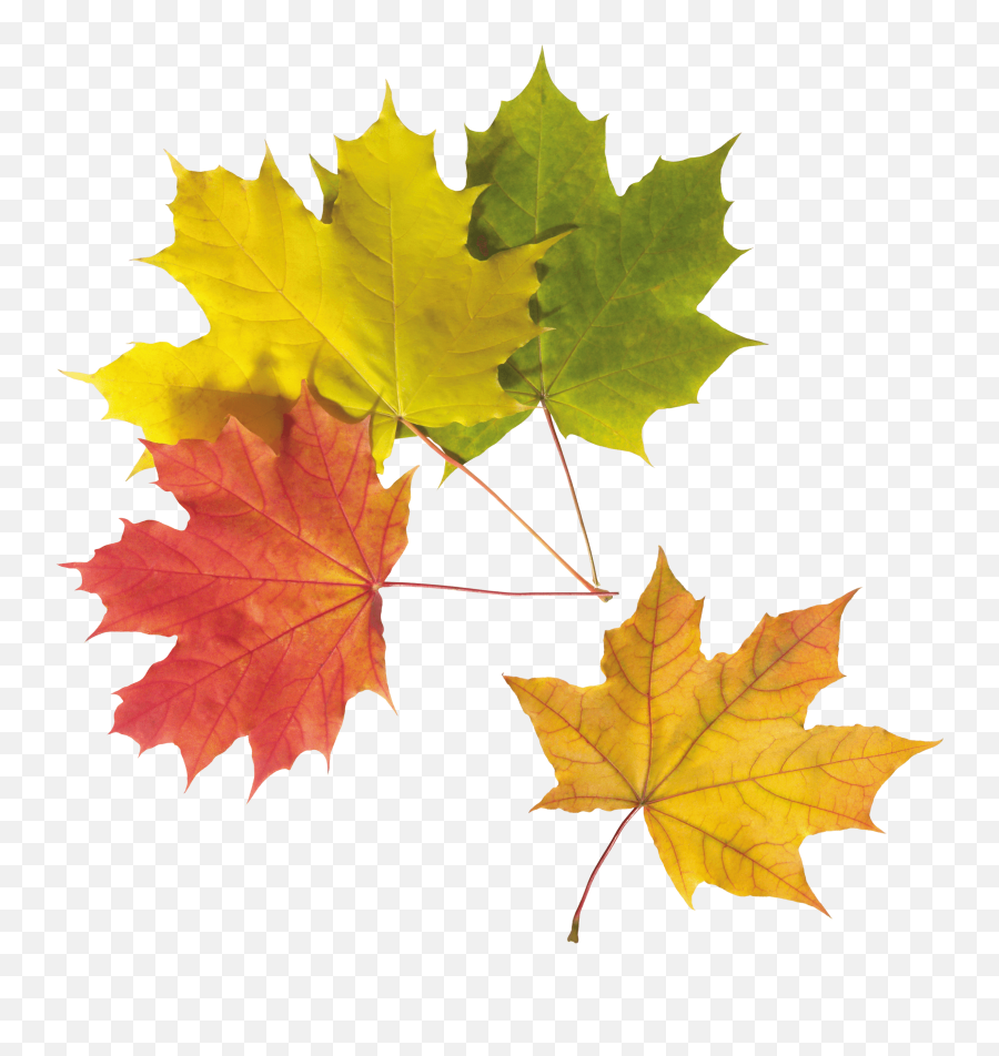 Autumn Png Leaf Icon Favicon - Hq Png Leaves Emoji,Leaf Pig Emoji
