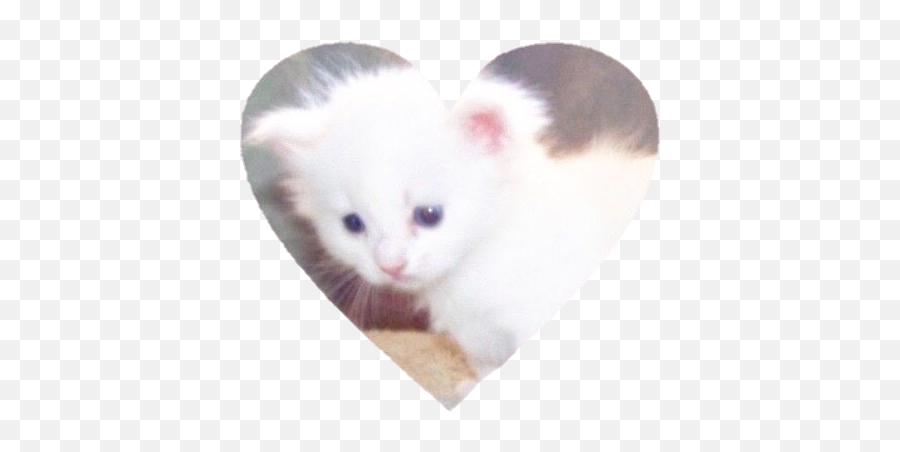 Cat Heart Cute Kawaii Kawaiicore - Kitten Emoji,Cat Heart Emoji Meme