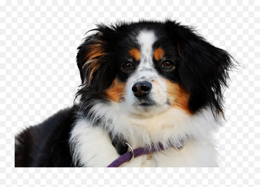 Dog Isolated Animal Mammal Cute - Australian Shepherd X Rottweiler Emoji,Pit Bull Emoji