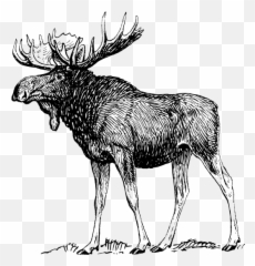 Collection Of Free Moose Vector Emoji - Black And White