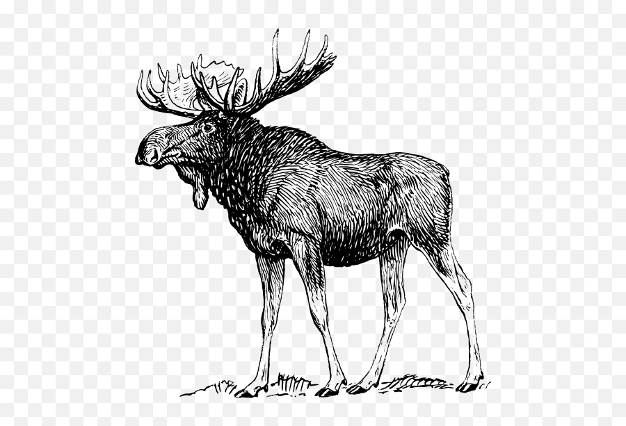 Collection Of Free Moose Vector Emoji - Moose Black And White,Deer Emoji