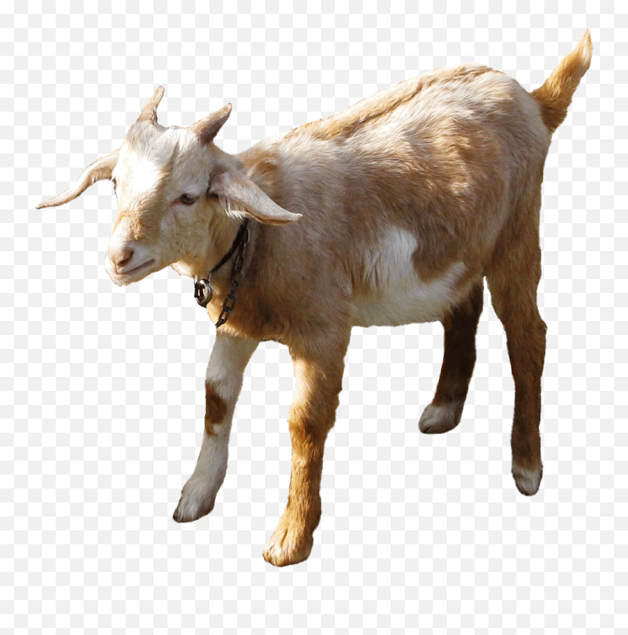 Meat Clipart Goat Meat Meat Goat Meat - Goat Gif Without Background Emoji,Goat Emoji Iphone