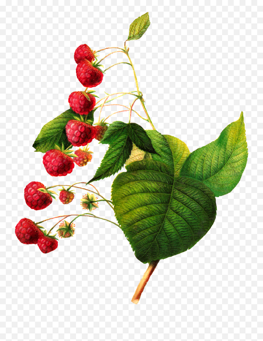 Collection Of Raspberry Clipart - Botanical Fruit Illustration Png Emoji,Raspberries Emoticon