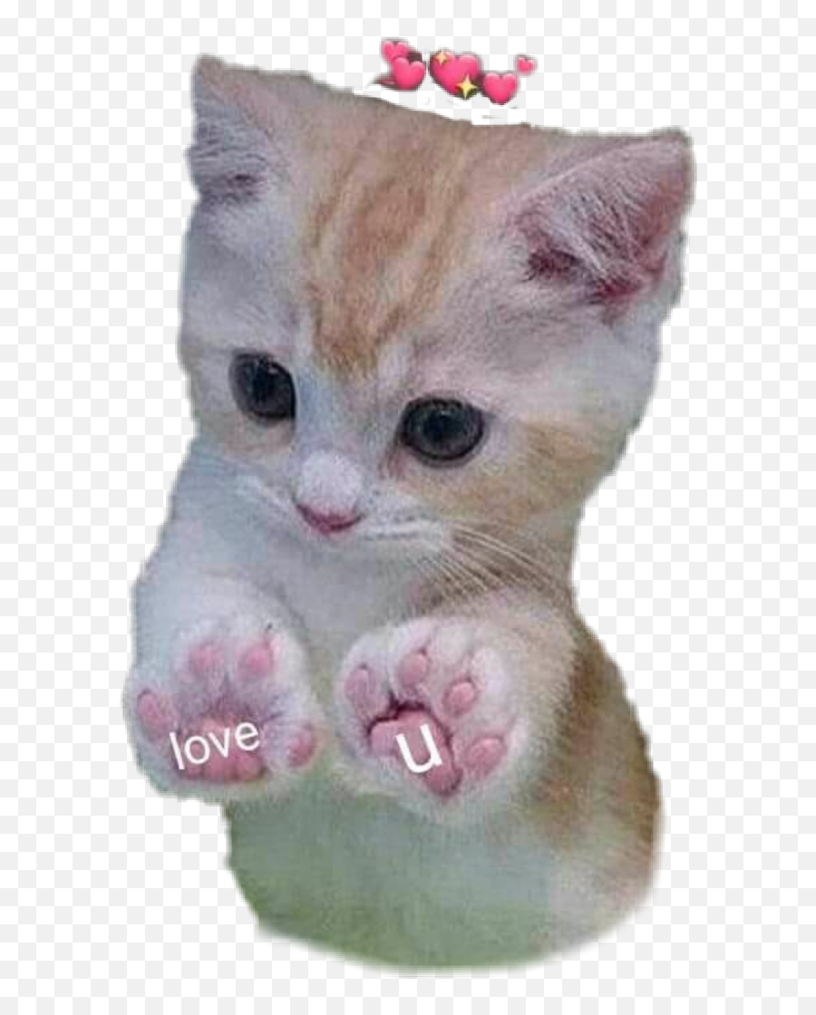 Love Kitty Cute Cat Loving Heart - Cat Cute Look Emoji,Cat Heart Emoji Meme