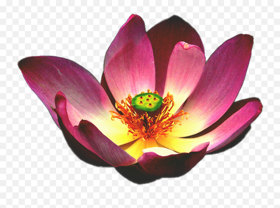 Lotus Flower Blooming Lily Zen - Flower Blooming Png Emoji,Lily Pad Emoji