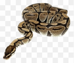 Real Snake Clipart - Snakes Transparent Background Emoji