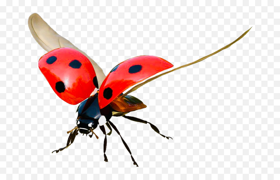 Ladybug Insect Sticker - Flying Ladybug Transparent Background Emoji,Ladybug Emoji