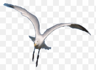 Bird Gifs Find Share On Giphy Seagull - Seagull Gif Transparent Background Animated Emoji,Seagull Emoji
