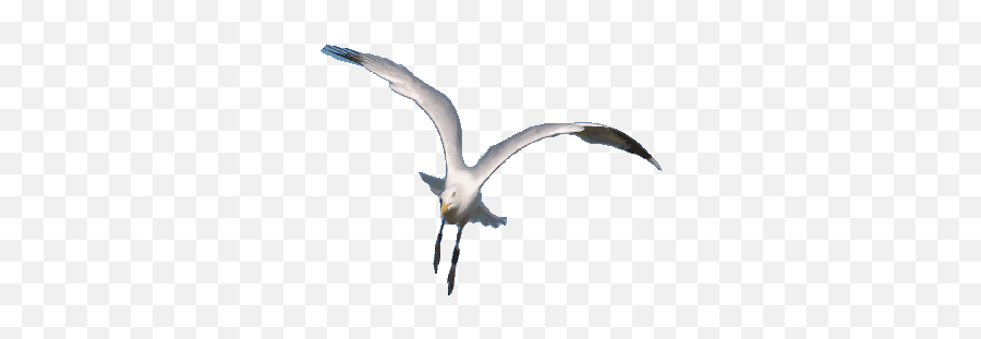 Bird Gifs Find Share On Giphy Seagull - Seagull Gif Transparent Background Animated Emoji,Seagull Emoji