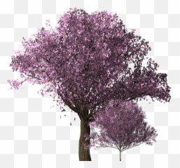 Cherry Blossom Tree Cherry Blossom - Transparent Cherry Blossoms Png Tree Emoji,Sakura Blossom Emoji