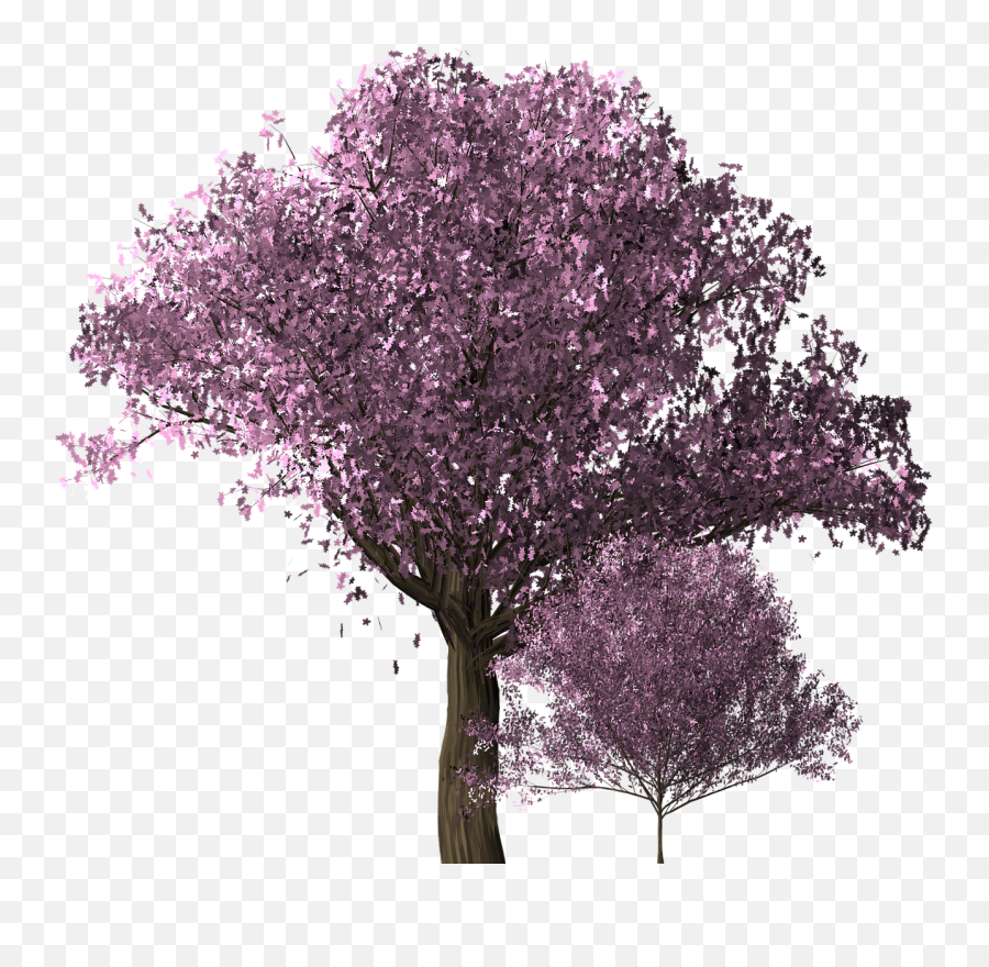 Cherry Blossom Tree Cherry Blossom - Transparent Cherry Blossoms Png Tree Emoji,Sakura Blossom Emoji