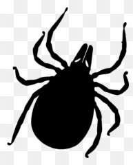 Vector Parasite Tick Transparent U0026 Png Clipart Free Download - No Ticks Png Emoji,Bug Emojis