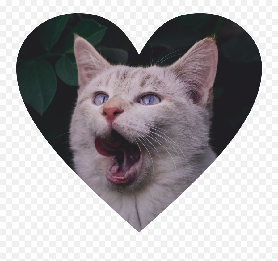 Cat Catlover Love Cats Heart Hearts - Cat Yawns Emoji,Cat Heart Emoji Meme