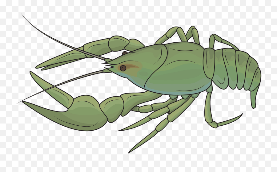 Danube Crayfish Clipart - Rusty Crayfish Clip Art Emoji,Crawfish Emoji