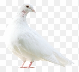 Largest Collection Of Free - Toedit Dove Stickers Edit Kabutar Is Background Emoji,Dove Emojis