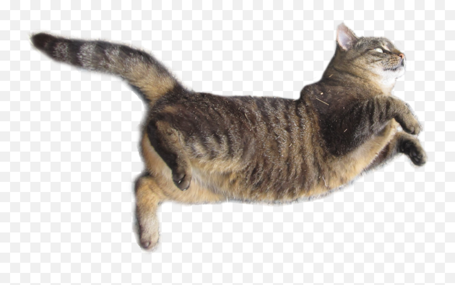 Cats Png Free Images Download - Cat Jump Transparent Emoji,Cat And Zzz Emoji
