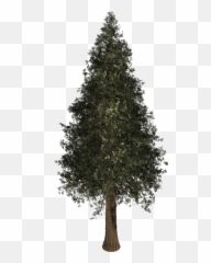 Tree Evergreen Isolated Free Image On Pixabay - Emoji