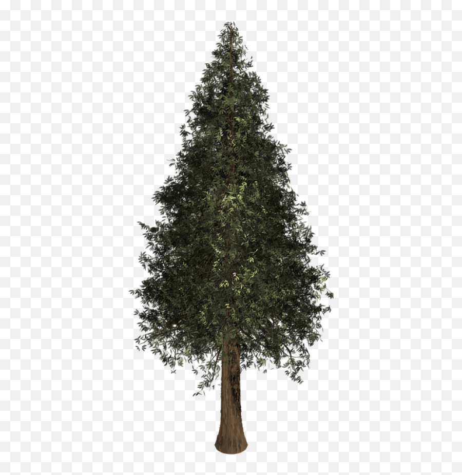 Tree Evergreen Isolated Free Image On Pixabay - Evergreen Evergreen Emoji,Evergreen Emoji