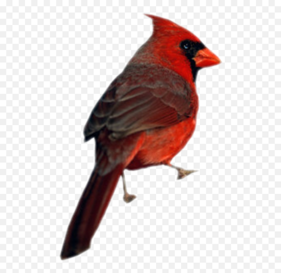 Cardinal Bird - Northern Cardinal Emoji,Cardinal Bird Emoji