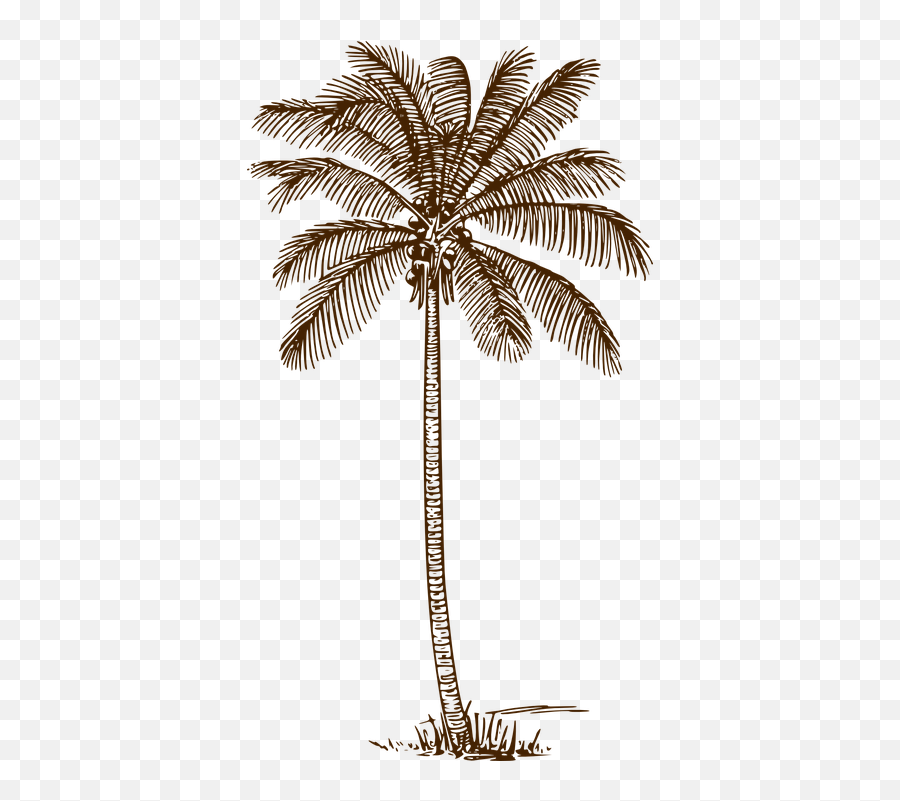 Palm Tree Coconut - Palm Tree Drawing Png Emoji,Palm Tree Book Emoji