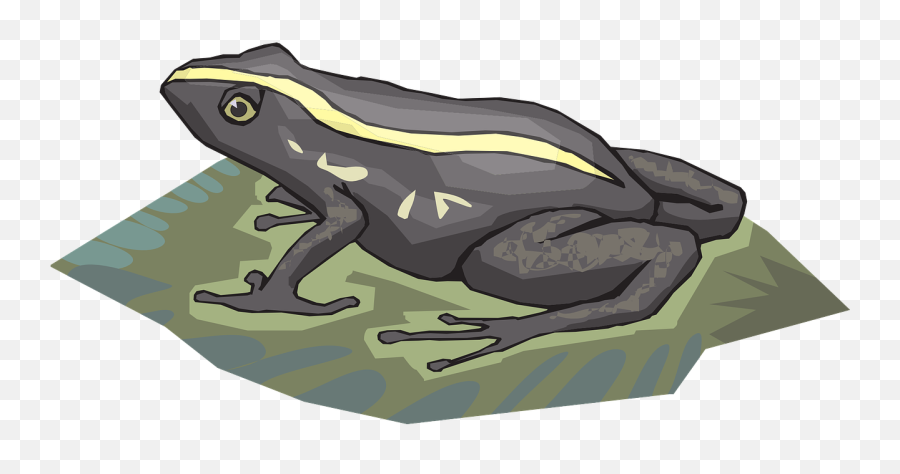 Frog Amphibian Rainforest Jungle Exotic - Frog On A Leaf Drawing Emoji,Lily Pad Emoji