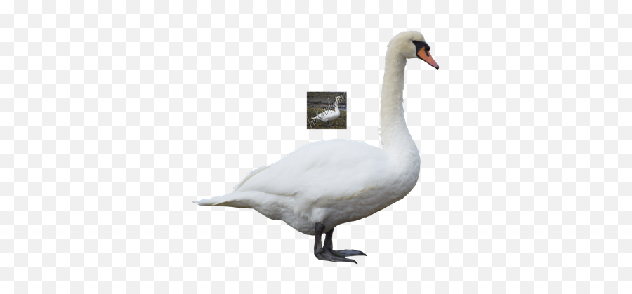 Download Swan Free Png Transparent Image And Clipart - Tundra Swan Emoji,Swan Emoji