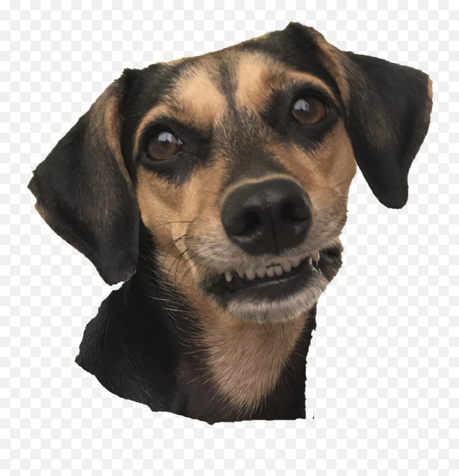Babando Gifs - Companion Dog Emoji,Salivating Emoji