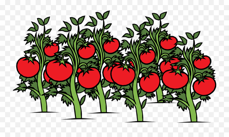 Tomato Plant Clipart Png - Tomato Plant Clip Art Emoji,Find The Emoji Tomato