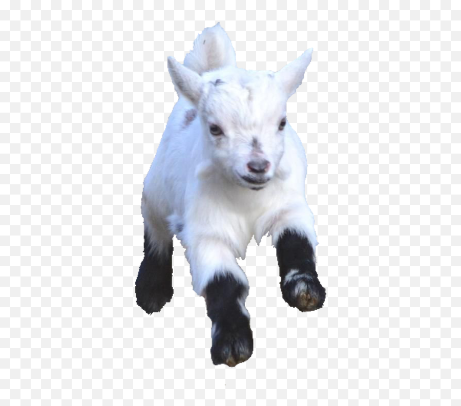 Babygoat Babygoats Goat Goats Freetoedit - Goat Emoji,Goat Emoji Png